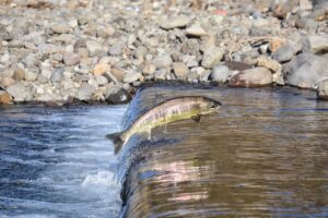 animal, river, water, stone, nature, fish, salmon, jump, water splash, run-up, season, autumn, natural, landscape, salmon, salmon, salmon, salmon, salmon